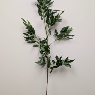 ITALIAN RUSCUS STEM