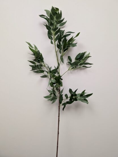 ITALIAN RUSCUS STEM