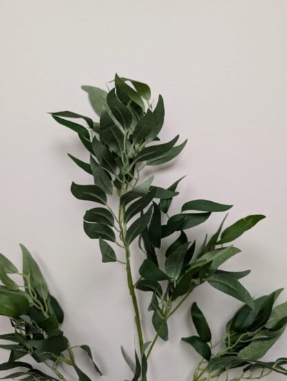 ITALIAN RUSCUS STEM