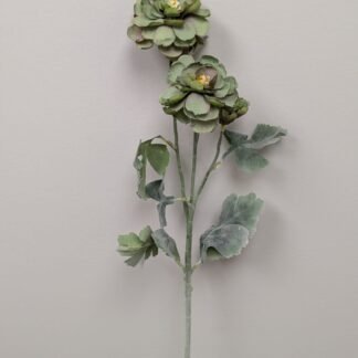 Green ranunculus