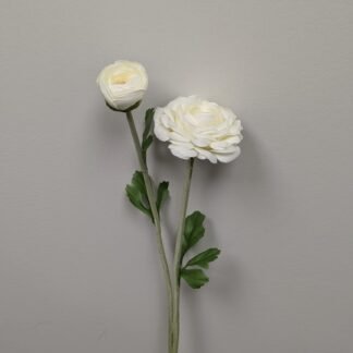 Lg white ranunculus