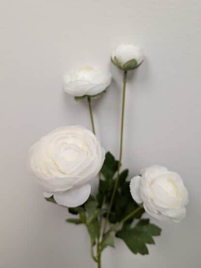 White ranunculus