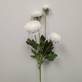 White ranunculus