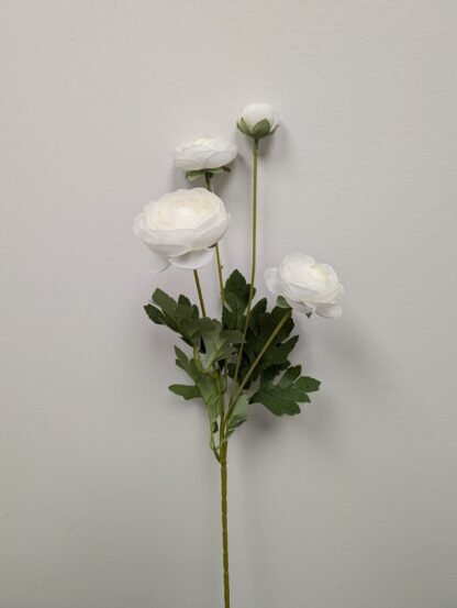 White ranunculus