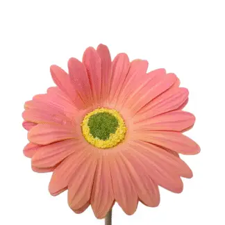 Light Pink Gerbera Daisy