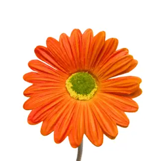 Orange Gerbera Daisy