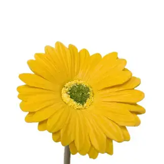 Yellow Gerbera Daisy