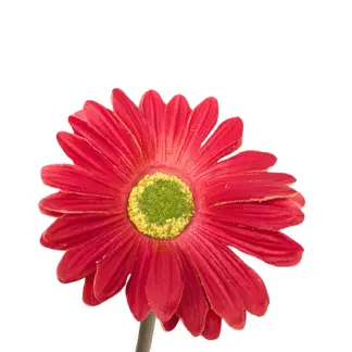 Deep Pink Gerbera Daisy
