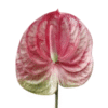 anthurium (1)