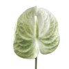 anthurium