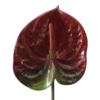 anthurium (2)