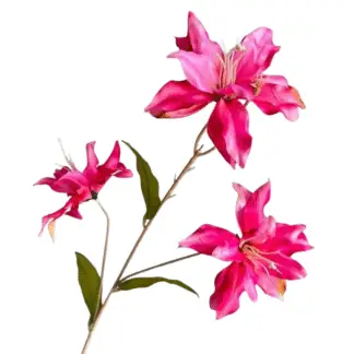 3 Head Fuchsia Asiatic Lily