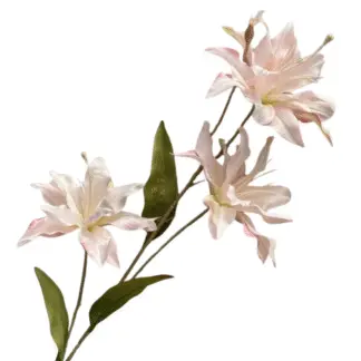 3 Head Light Pink Asiatic Lily