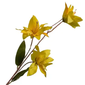 3 Head Yellow Asiatic Lily