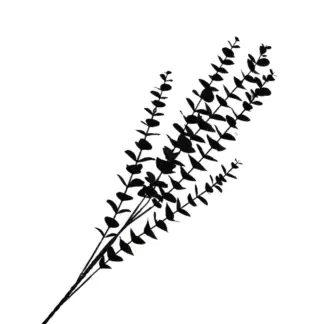 Black Baby Eucalyptus Branch