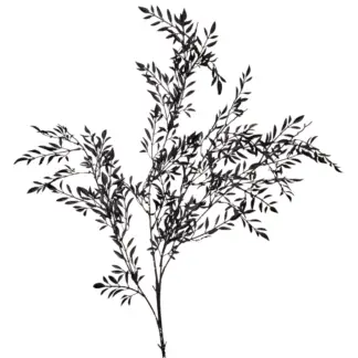 Black Ruscus Branch