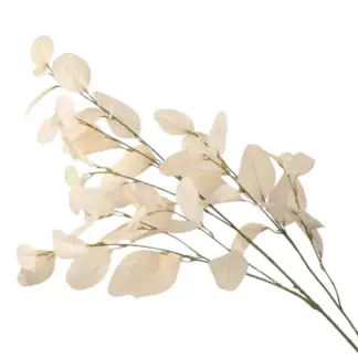 Bleached Seeded Eucalyptus Branch