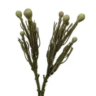 Green Brunia Berries -2pk