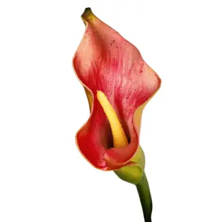 Pinkish Red Calla Lily