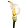 calla lily white