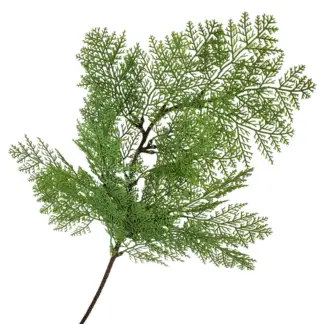 Green Cedar Branch