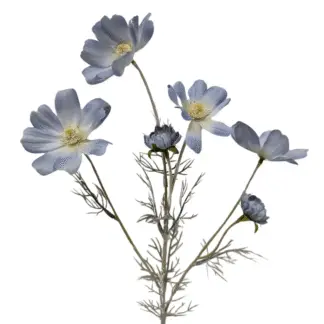 Blue Coreopsis