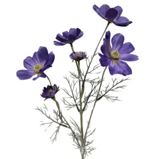 Medium Purple Coreopsis