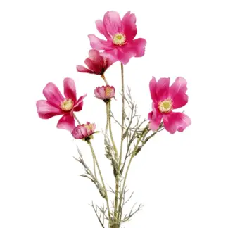 Fuchsia Coreopsis