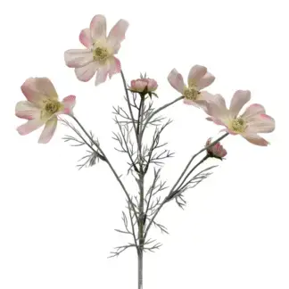 Pink Coreopsis