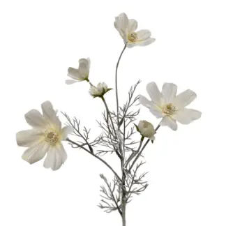 White Coreopsis