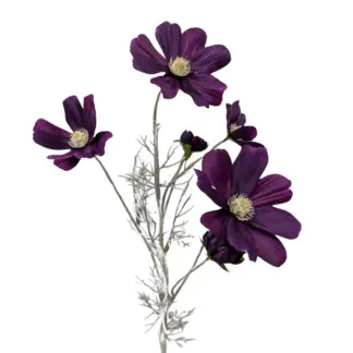 Dark Purple Coreopsis