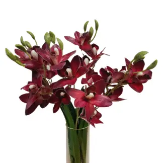 20 Head Burgundy Orchid Bunch
