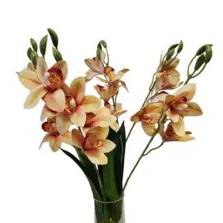 20 Head Apricot Orchid Bunch