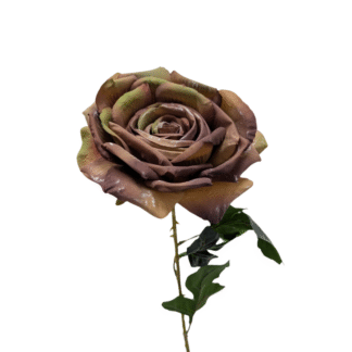 Coffee Giant Single Stem Open Rose