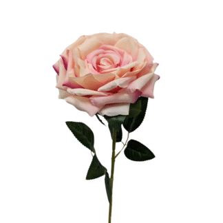 Blush Giant Single Stem Open Rose