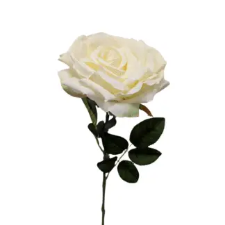 White Giant Single Stem Open Rose