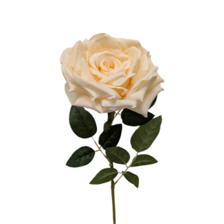 Ivory Giant Single Stem Open Rose