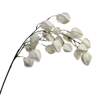 White Cape Gooseberry