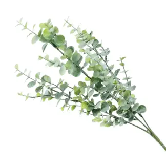 Green Baby Eucalyptus Branch