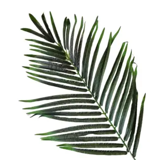 Large Green Palm Leaf