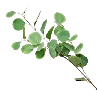 Light Green Silver Dollar Eucalyptus Branch