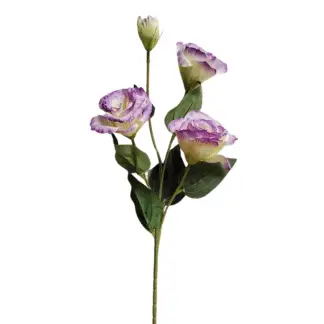Purple Edge Single Stem Lisianthus