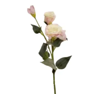 Pink Edge Single Stem Lisianthus