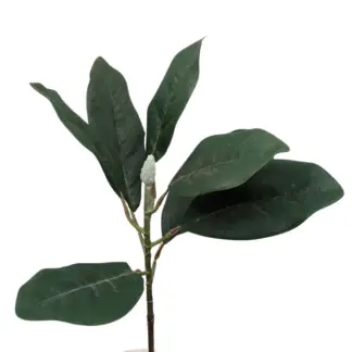 Green Magnolia Leaf Branch