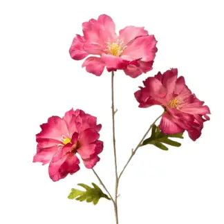 3 Head Fuchsia Moon Flower