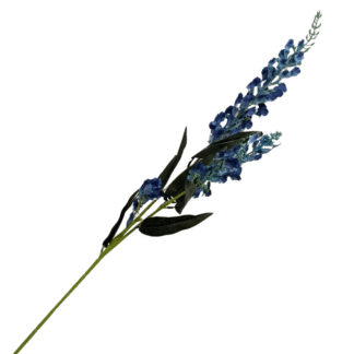 Blue Oncidium