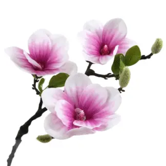 Pink Magnolia