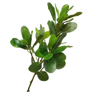 Green Silk Pittosporum