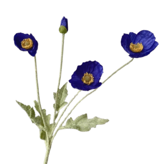 3 Head Dark Blue Poppy