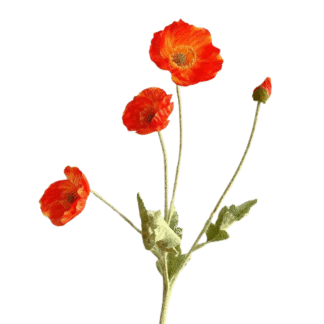 3 Head Bright Orange Poppy